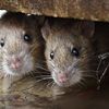 'Ceiling Full Of Rats' Fell On Manhattan Handyman, Lawsuit Alleges